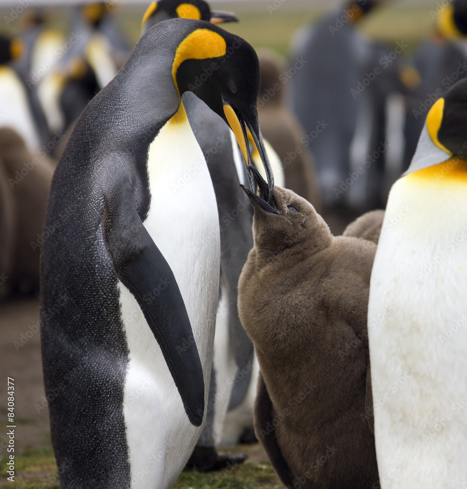 Fototapeta premium King Penguin feeding chick - Falkland Islands