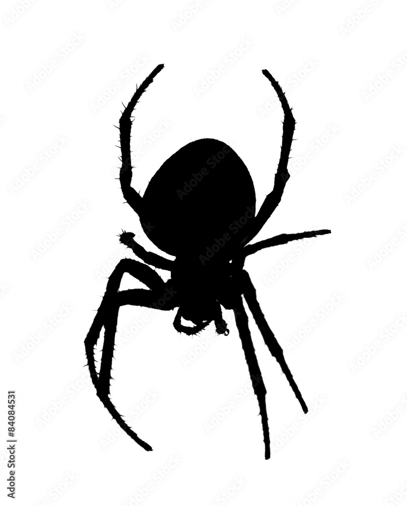 spider