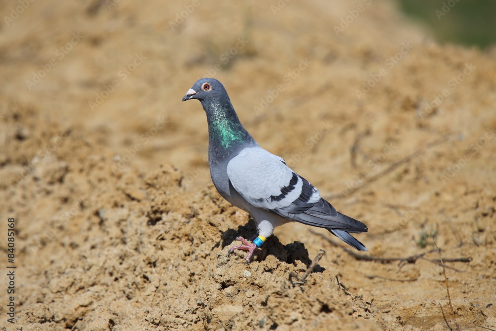 Obraz premium Gołąb pocztowy