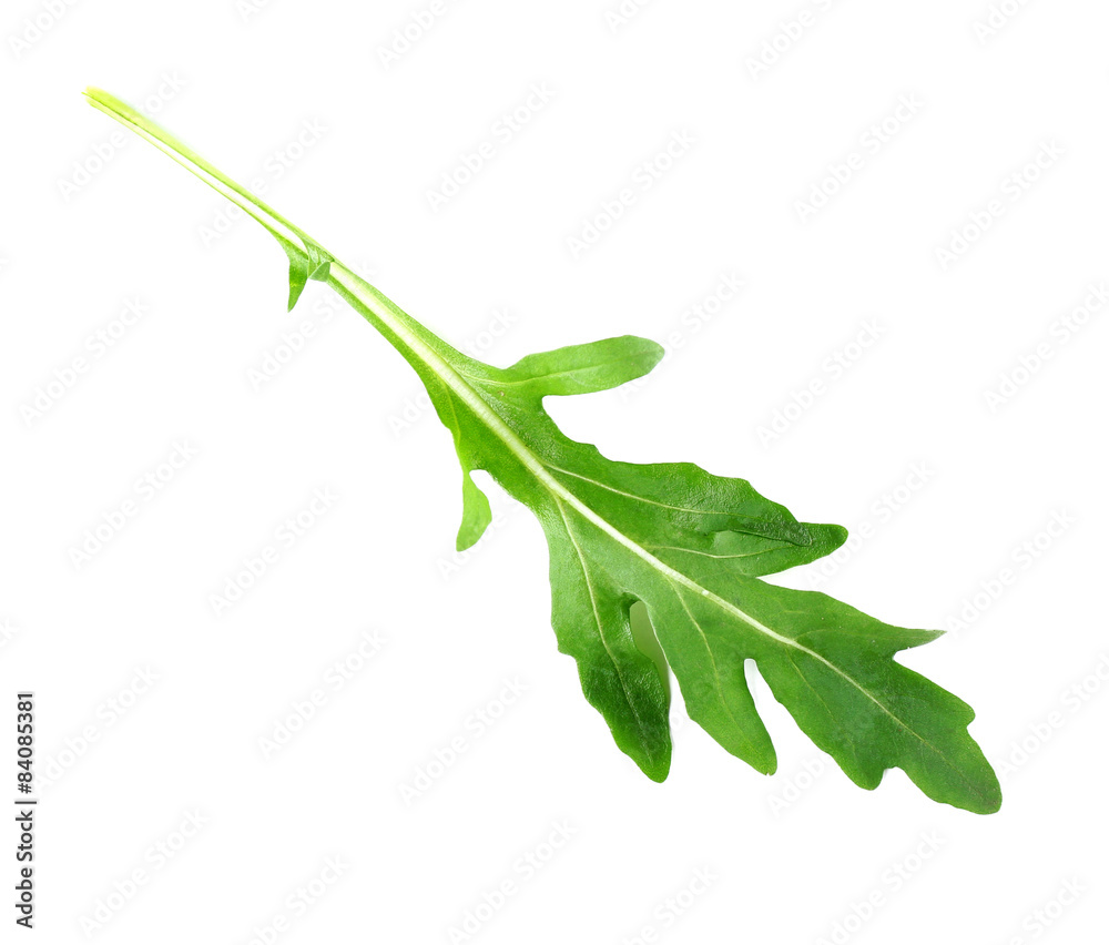 Green arugula leaf isolated on white Green arugula leaf isolated on white