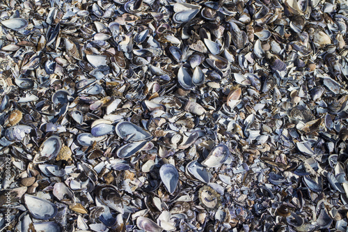 Beach covered in seashells