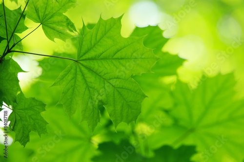 green leaves