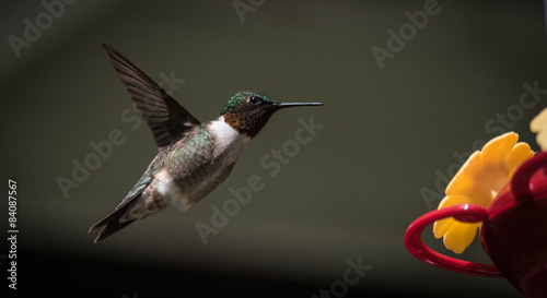 hummingbird in mid flight takes a look around.