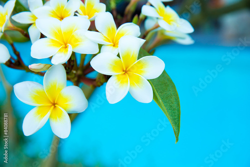 Frangipani flowers