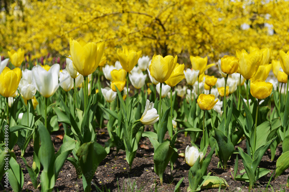 yellow and white tulips yellow and white tulips