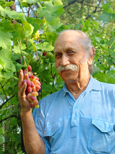 Happy elderly man holds a ripe grape. photo