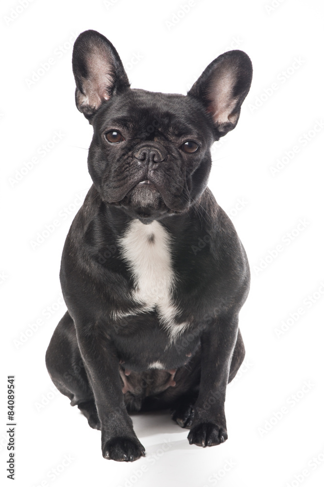Cute black and white French bulldog isolated on a white background