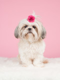 Sweet shih-tzu dog with a pink bow at a pink backgrond