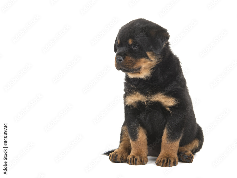 Cute sitting rottweiler puppy looking sideways isolated at a white background