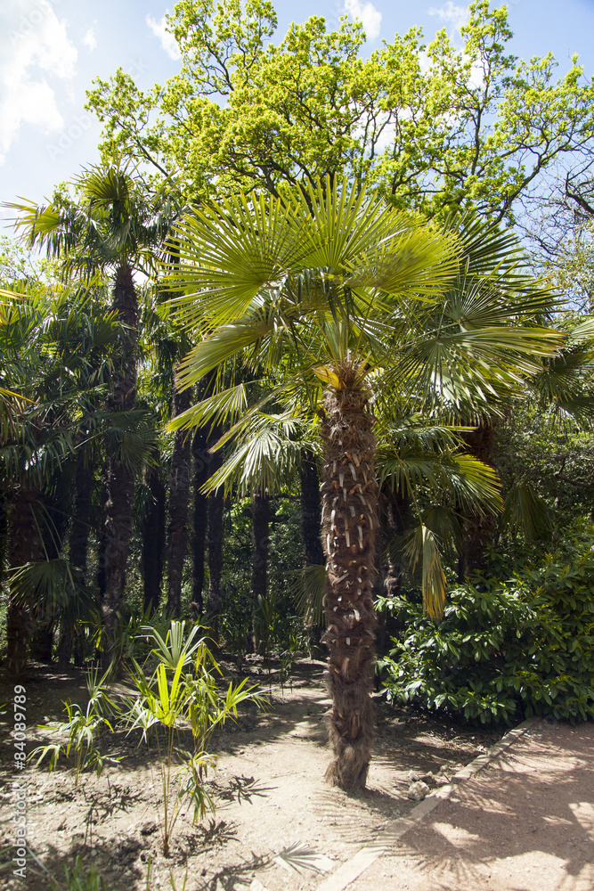 Obraz premium Palm trees and cypresses