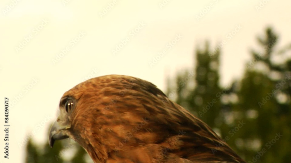 Eagle/Hawk stares at a distance