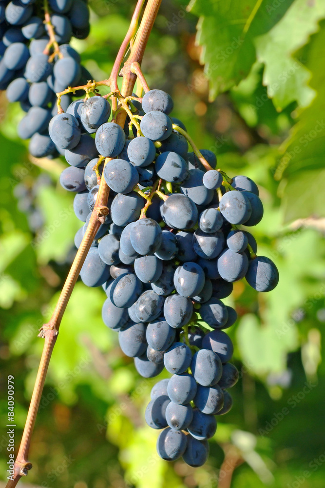 Fototapeta premium Blue ripe grape on a branch.