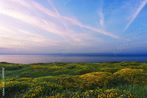 Mimosa s field near sea