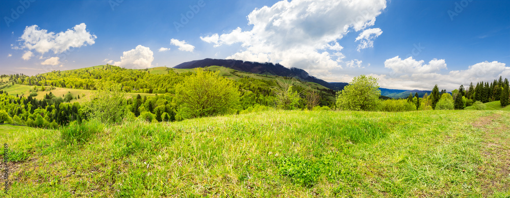 meadow near forest in mountains
