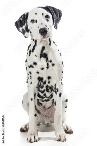 Fototapeta Naklejka Na Ścianę i Meble -  Sitting dalmatian dog isolated on a white background
