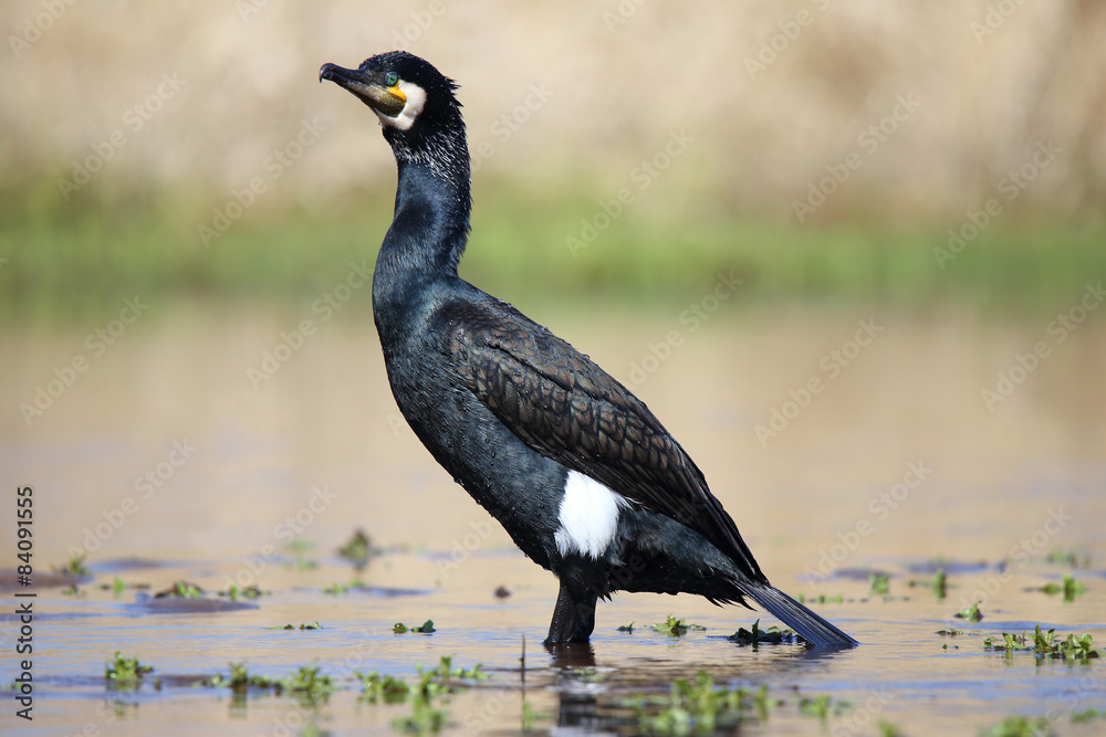 Obraz premium Kormoran