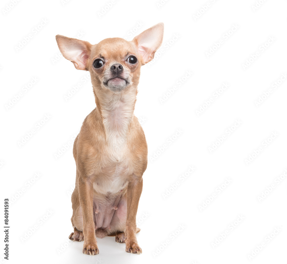 Sitting funny looking chihuahua dog at a white background