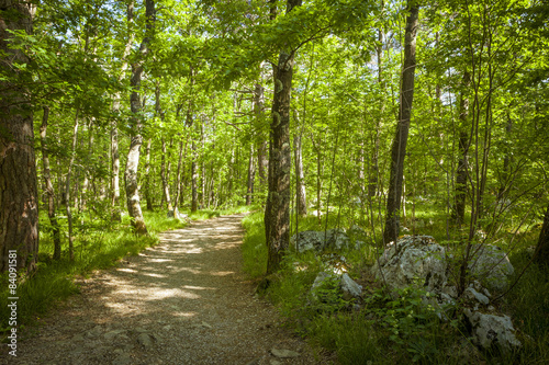 Path in beautiful green forest in summer
