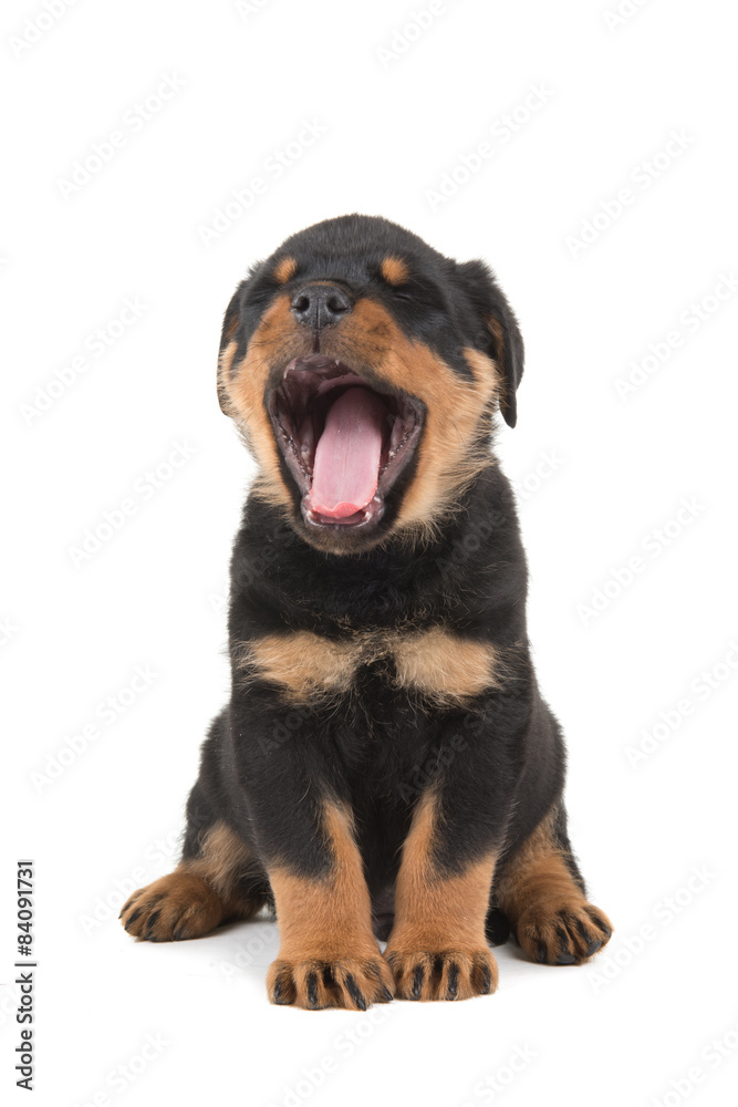 Cute rottweiler puppy yawning isolated on a white background