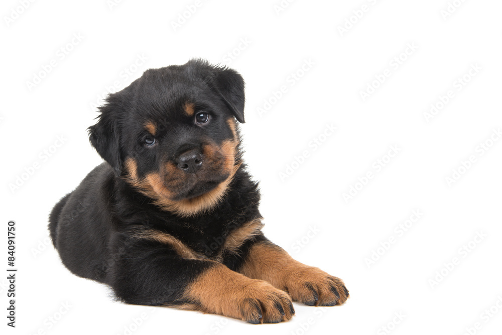 Cute rottweiler puppy lying down and looking in the camera isolated on a white background Cute rottweiler puppy lying down and looking in the camera isolated on a white background