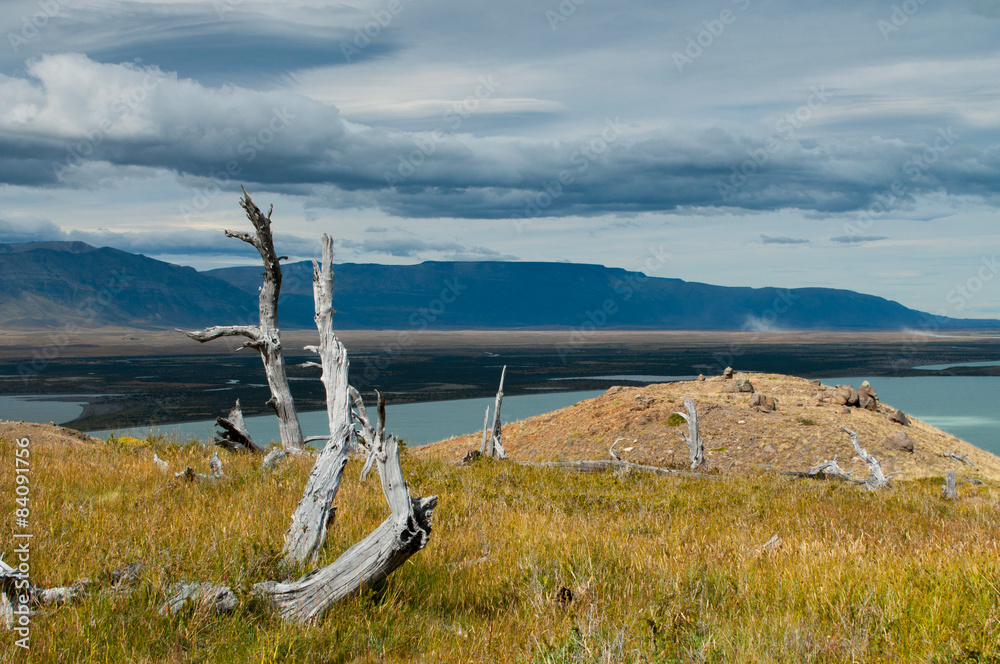Dead tree in deserted Patagonia
