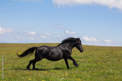 Ritratto di un cavallo nero al galoppo