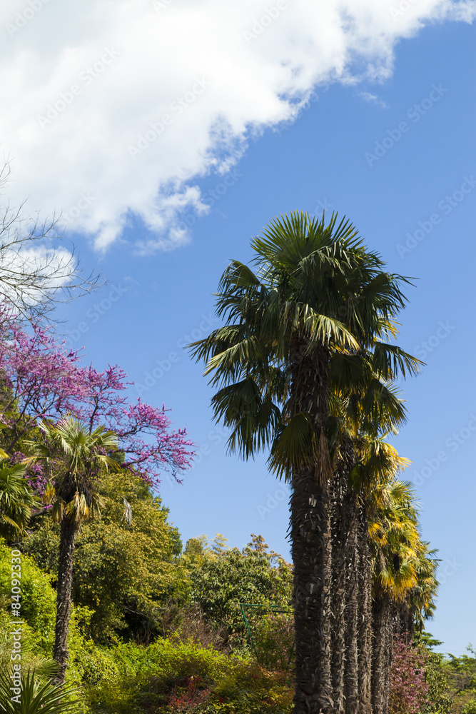 Palm trees and cypresses