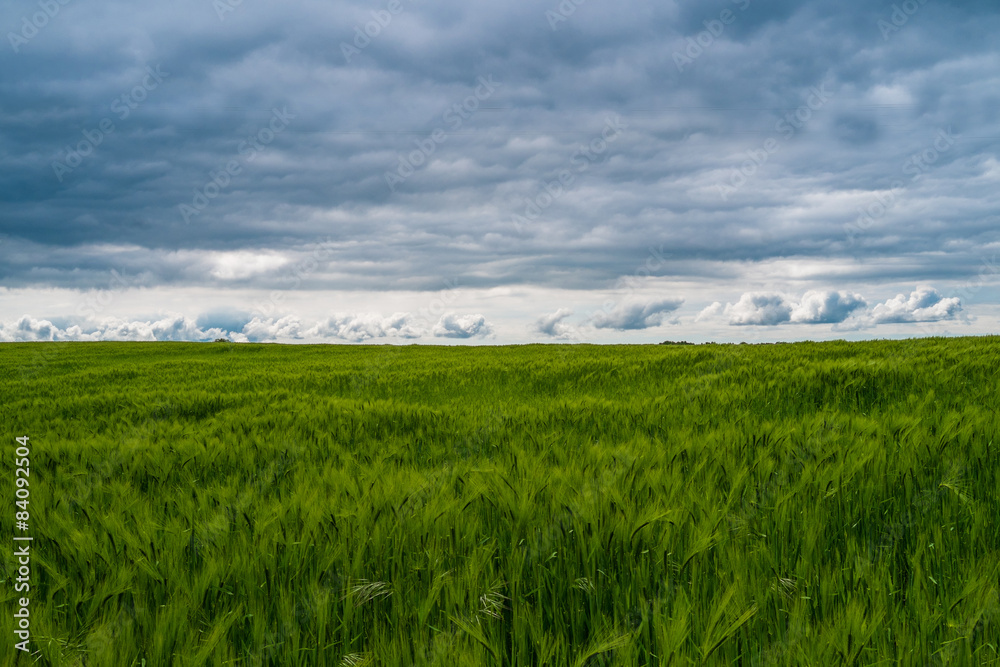 Wheat field Wheat field
