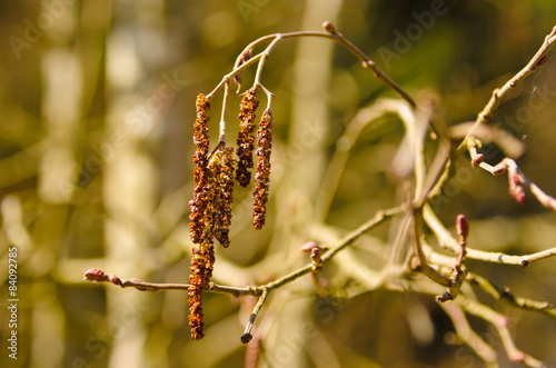 young green shoots of grapes in the garden