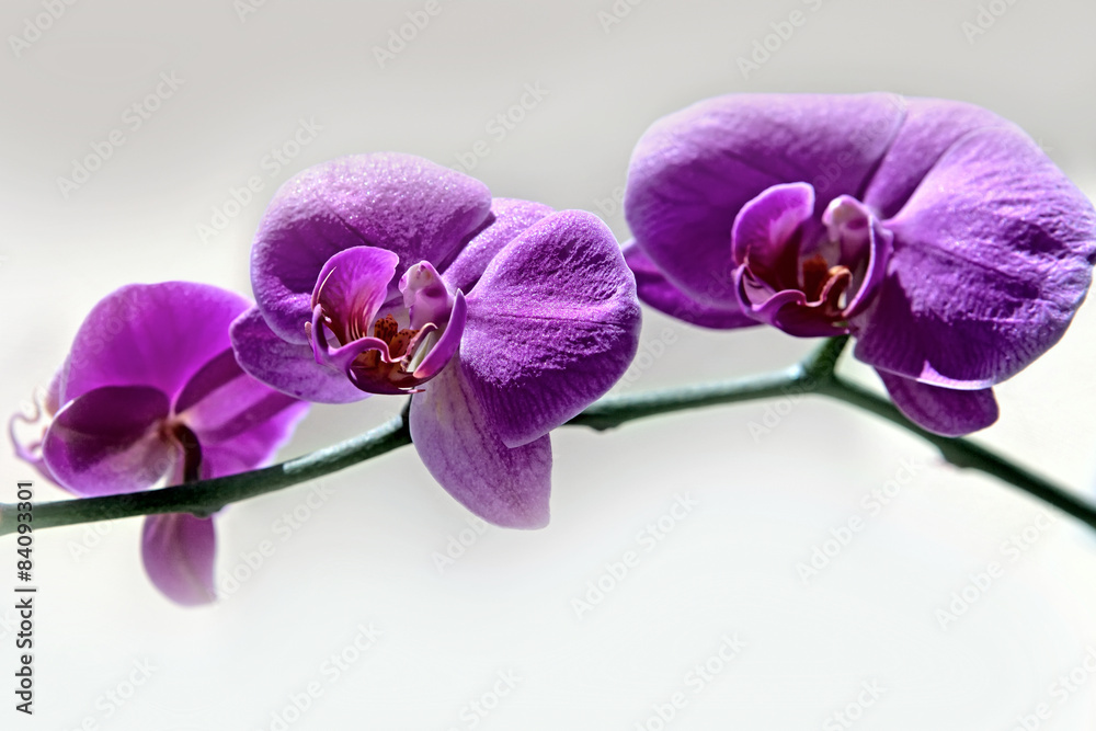 Obraz premium Purple orchid - phalaenopsis
