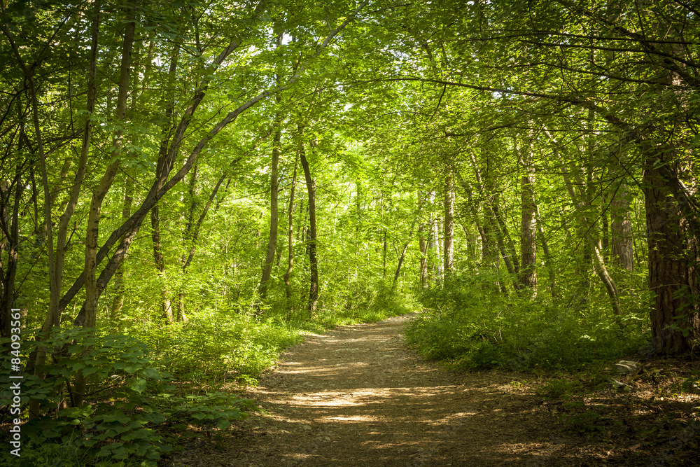 Path in beautiful green forest in summer Path in beautiful green forest in summer
