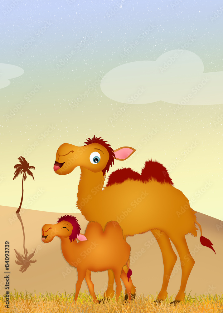 Fototapeta premium camel and baby camel