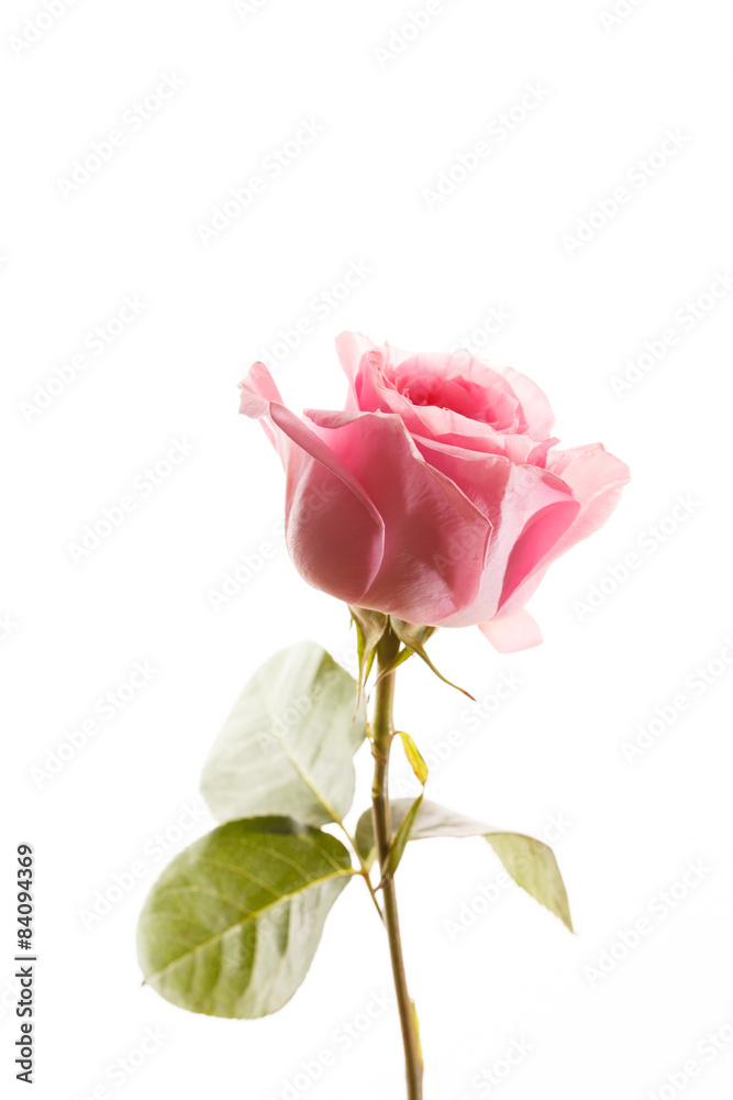 Fototapeta premium beautiful rose