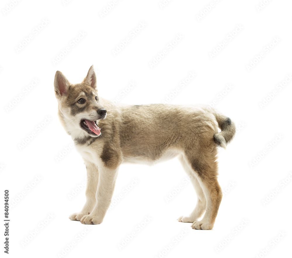 Siberian husky puppy standing on a white background