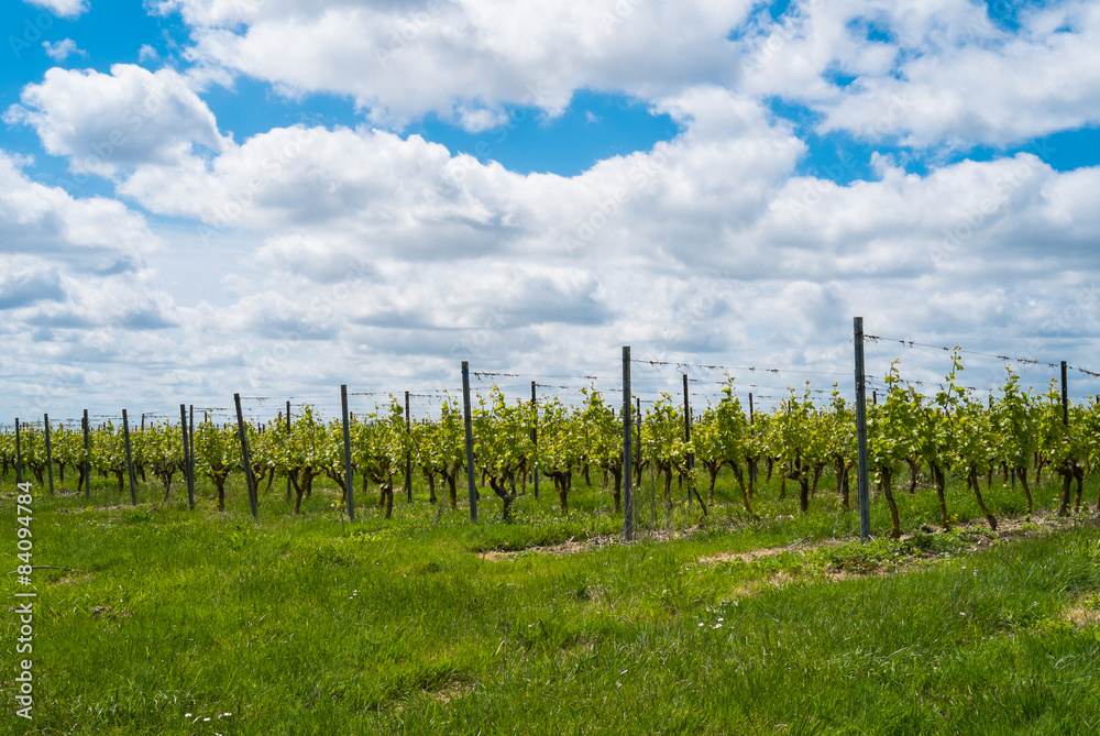 Fototapeta premium Grapevines