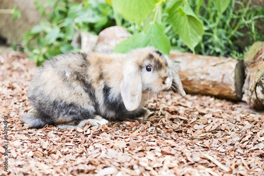 Fototapeta premium Kaninchen im Garten