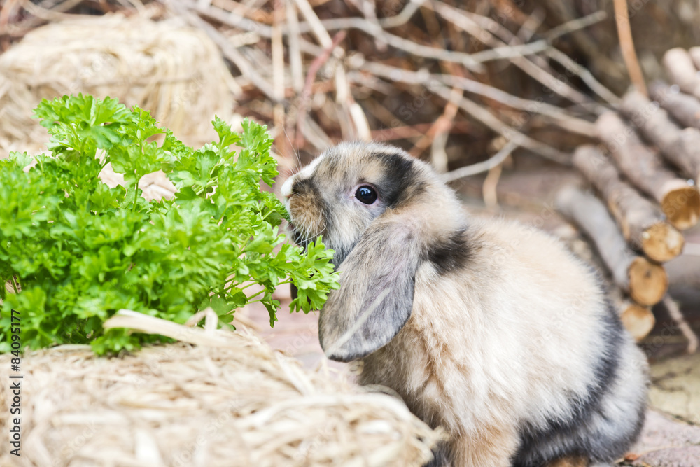 Fototapeta premium Kaninchen im Garten