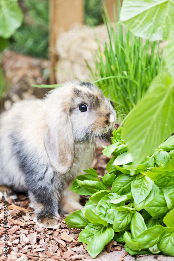 Fototapeta premium Kaninchen im Garten