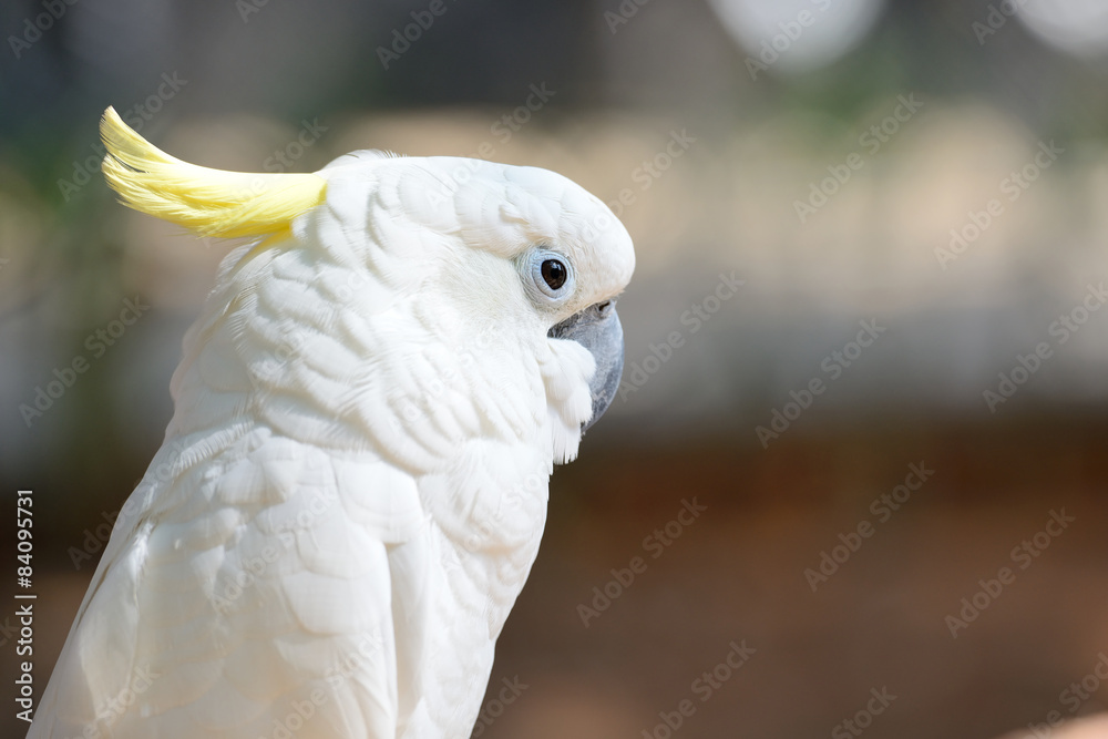 Closeup white parrot