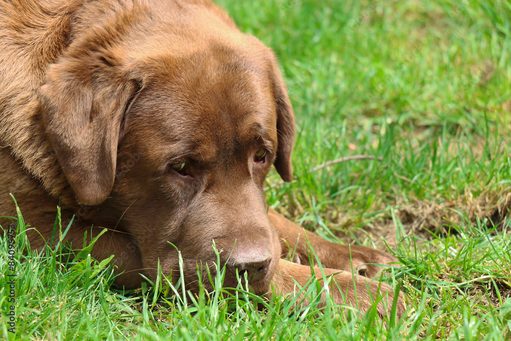 labrador retriever dog portrait