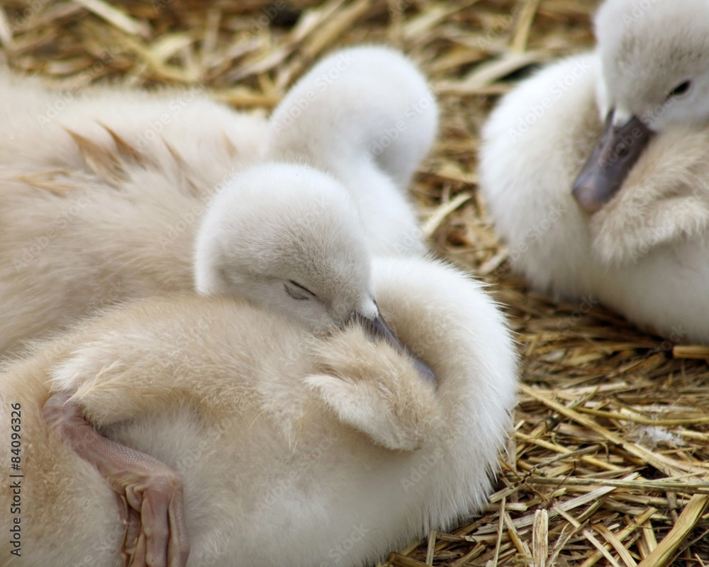 Adorable 5 day old baby Mute swans nestled together
