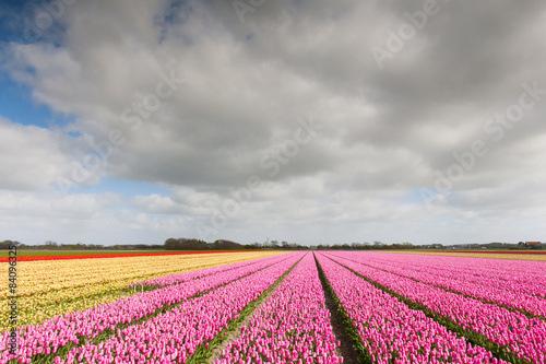 Tulip field with different colors and cloudy sky above, North Holland, the Netherlands.