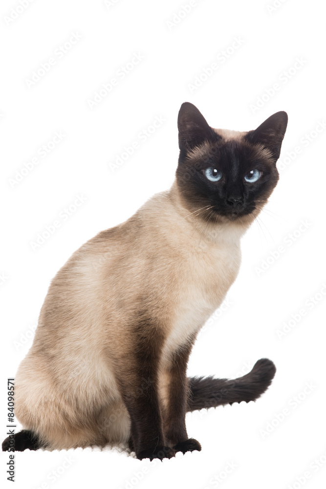 Pretty siamese cat sitting at a white background