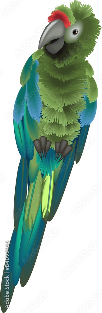 Fototapeta premium Sitting green macaw parrot