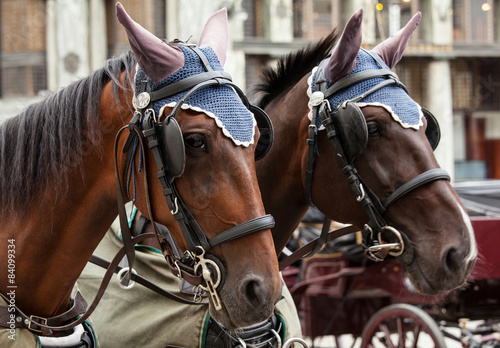 Horse-driven carriage in Vienna