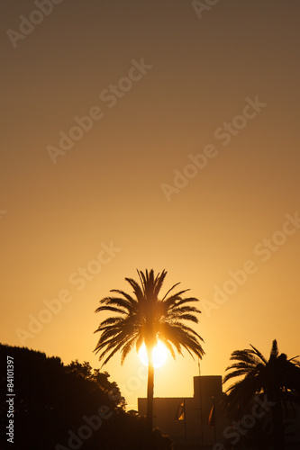 Beautiful sun setting behind a palm tree  - Corlorful orange sun