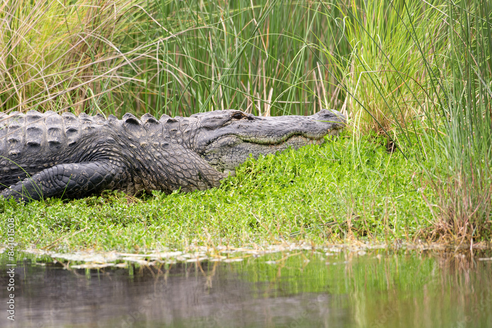 Obraz premium Large American alligator