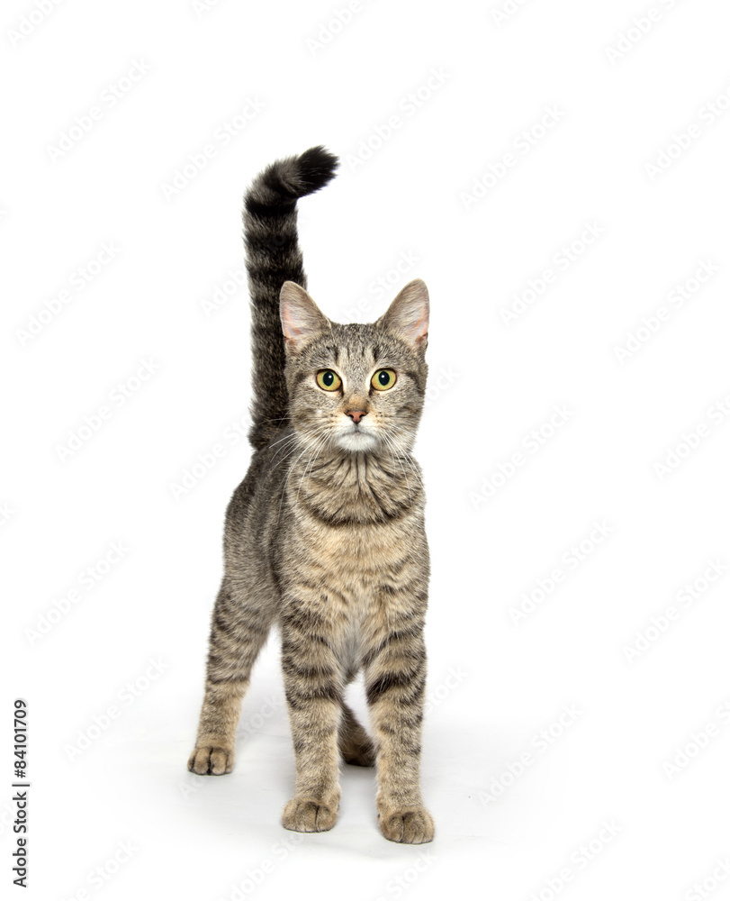 Fototapeta premium Adult tabby cat on white