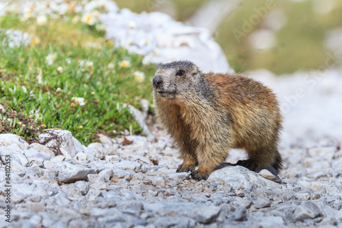 Alpine marmot (Marmota marmota) on rock