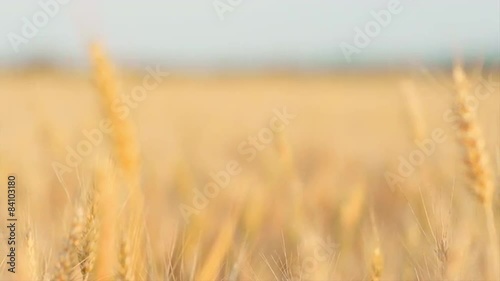 Woman's Hand Running through Wheat